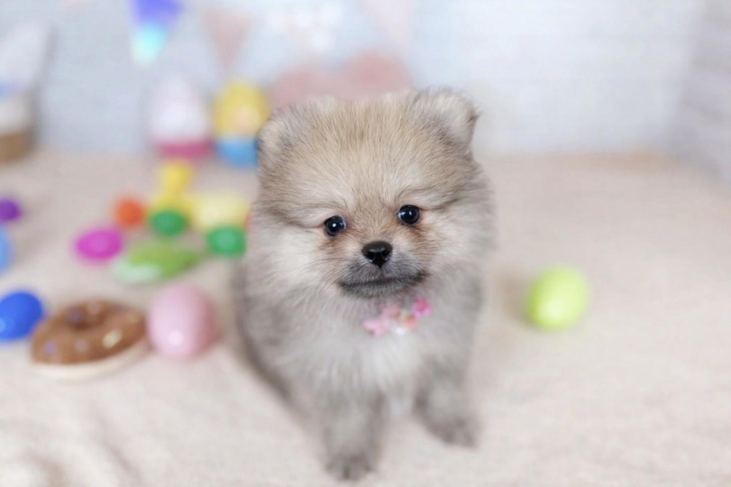 北海道のポメラニアン (ペットショップだんぼ/2026年1月23日生まれ/女の子/オレンジセーブル)の子犬