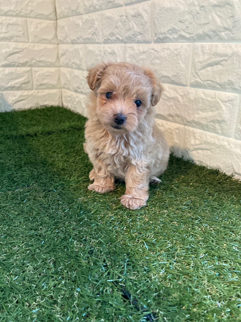 東京都のマルプー(マルチーズ×プードル) (ペットショップcoco東京港区店/2025年10月18日生まれ/女の子/アプリコット)の子犬