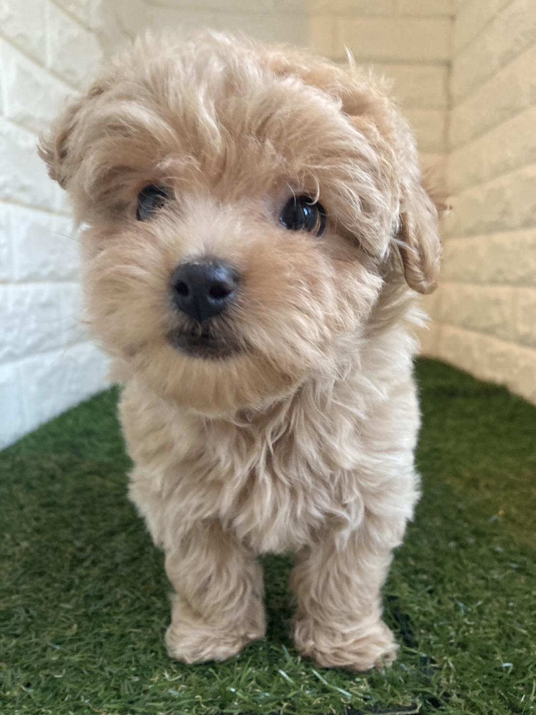 東京都のマルプー(マルチーズ×プードル) (ペットショップcoco東京港区店/2025年10月18日生まれ/女の子/アプリコット)の子犬