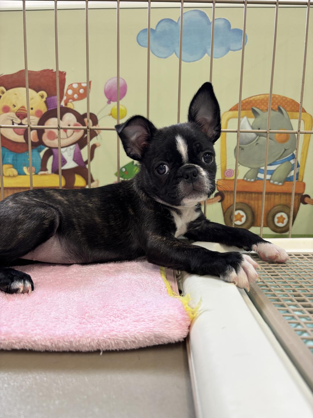 愛知県のハーフ犬・ミックス犬 (子いぬの足あと/2024年12月8日生まれ/女の子/ブリンドルホワイト)の子犬