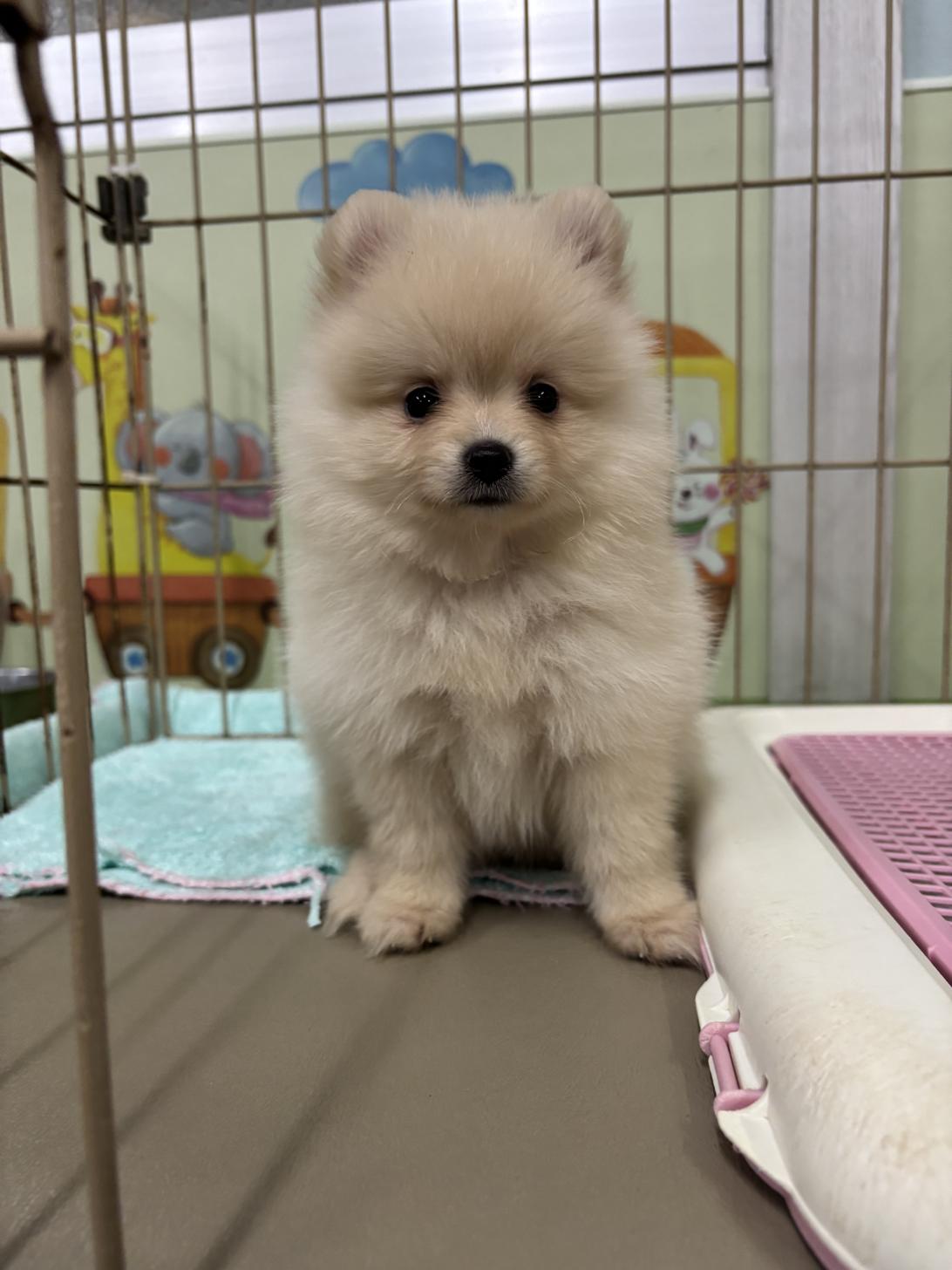 愛知県のポメラニアン (子いぬの足あと/2025年5月3日生まれ/女の子/クリーム)の子犬