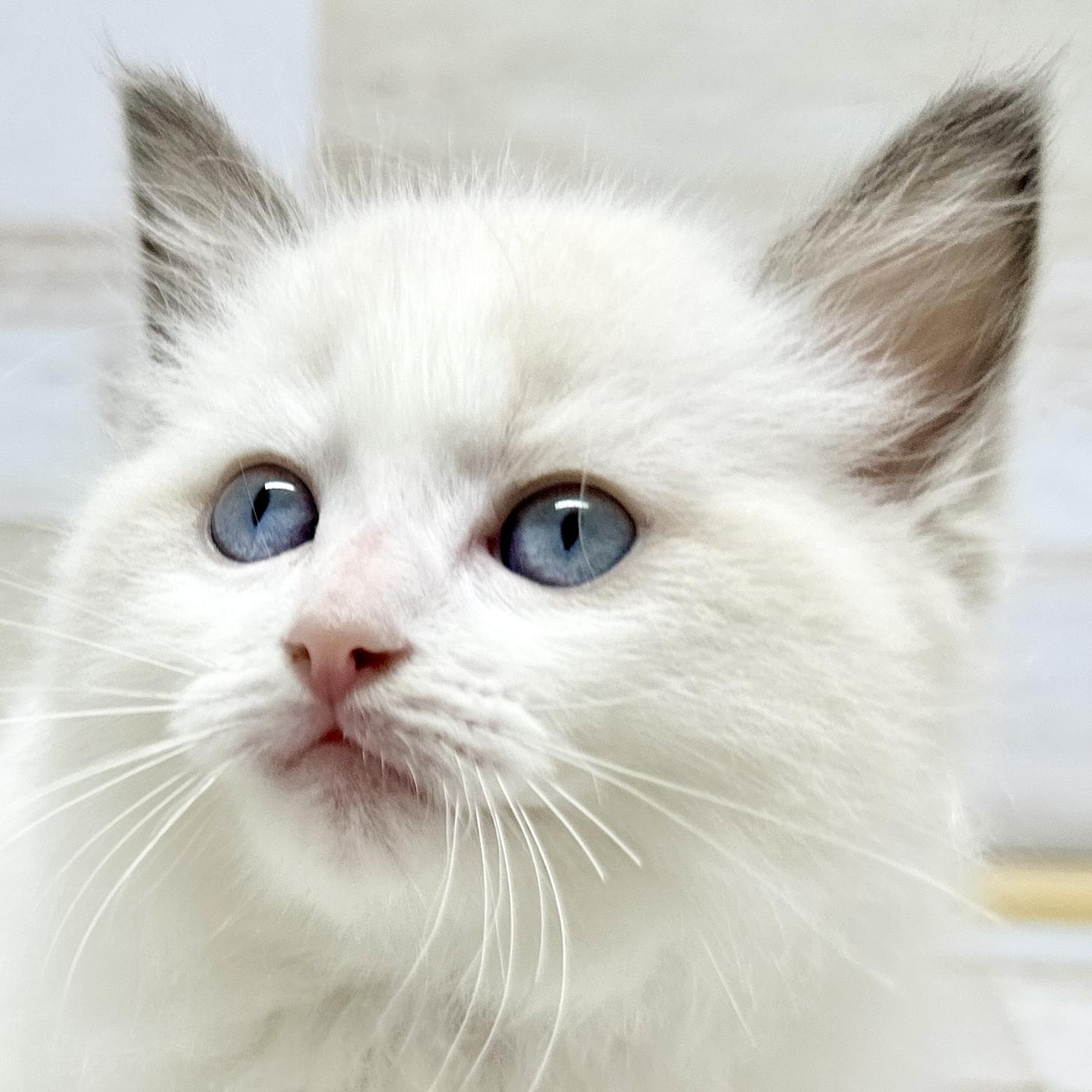 神奈川県のラグドール (にゃんこハウスPAW/2024年5月3日生まれ/男の子/ブルーポイントバイカラー)の子猫