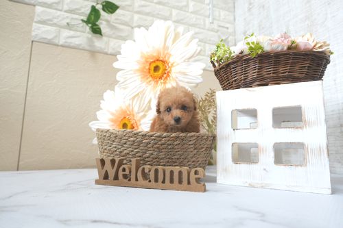 滋賀県のトイプードル(トイ) (いっぷく湖南店/2025年7月6日生まれ/女の子/レッドフォーン)の子犬の1枚目の画像