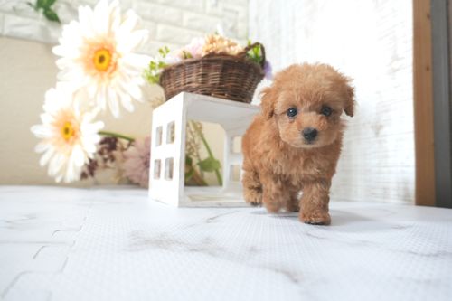 滋賀県のトイプードル(トイ) (いっぷく湖南店/2025年7月6日生まれ/女の子/レッドフォーン)の子犬の4枚目の画像