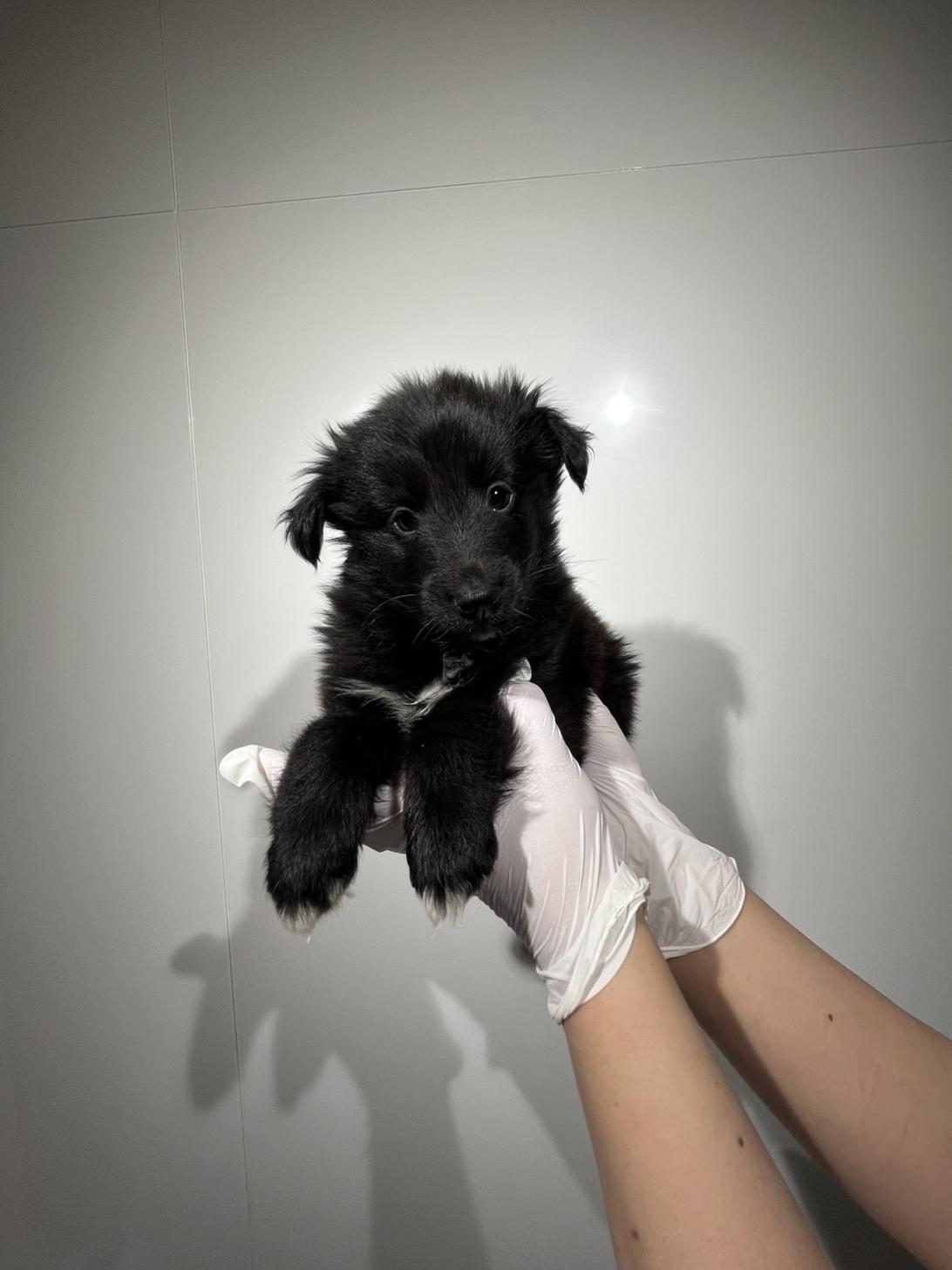 埼玉県のシェットランドシープドッグ (ペッツスマイル南中野店/2026年2月14日生まれ/女の子/ブラックホワイト)の子犬の1枚目の画像