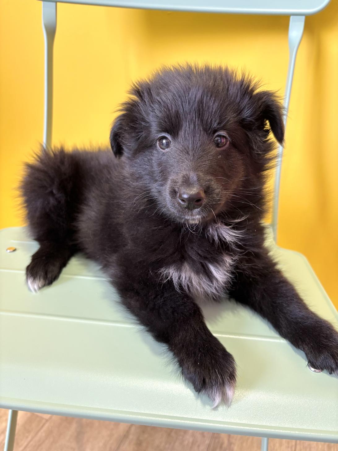 埼玉県のシェットランドシープドッグ (ペッツスマイル南中野店/2026年2月14日生まれ/女の子/ブラックホワイト)の子犬の1枚目の画像