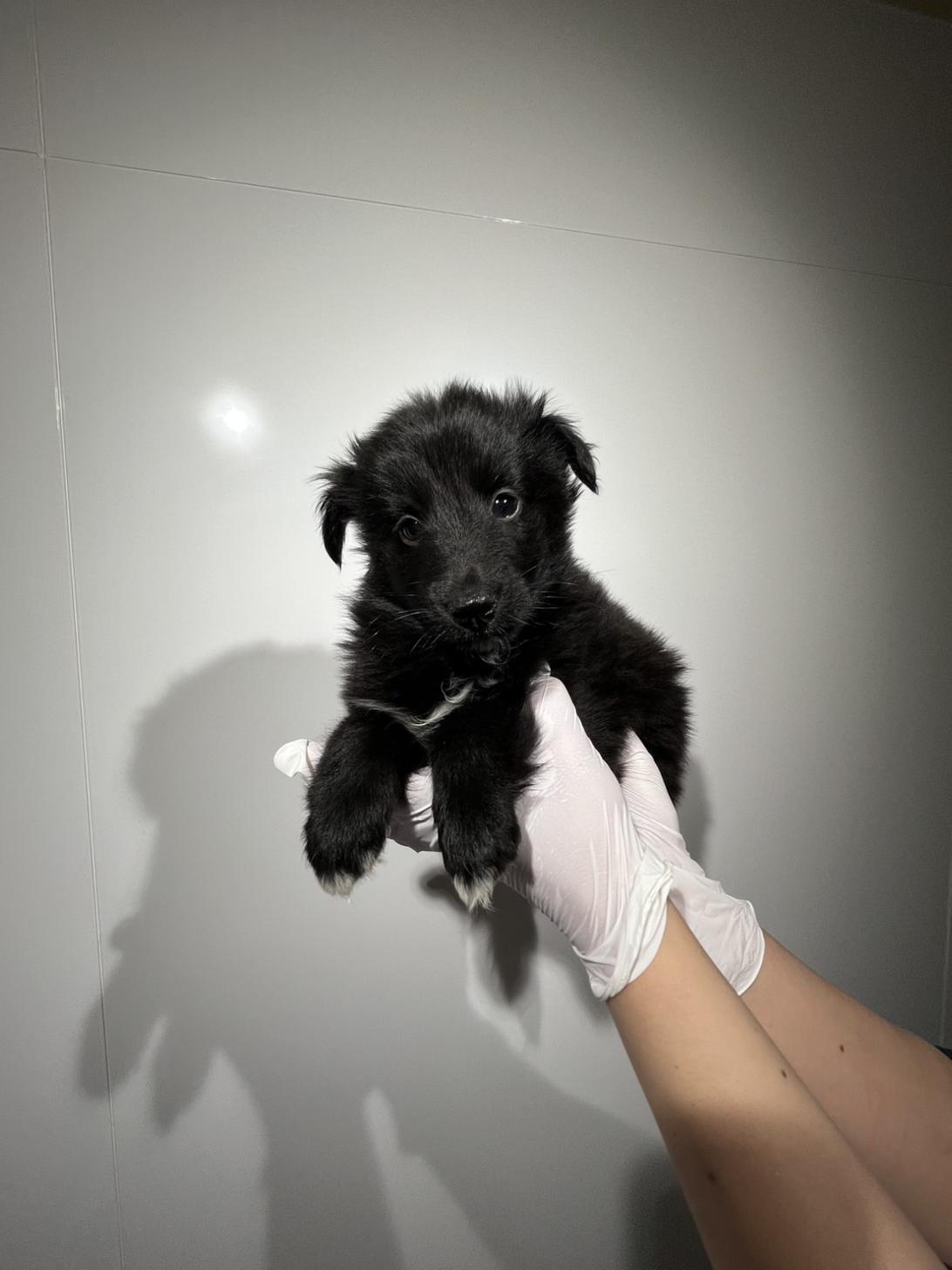 埼玉県のシェットランドシープドッグ (ペッツスマイル南中野店/2026年2月14日生まれ/女の子/ブラックホワイト)の子犬の2枚目の画像