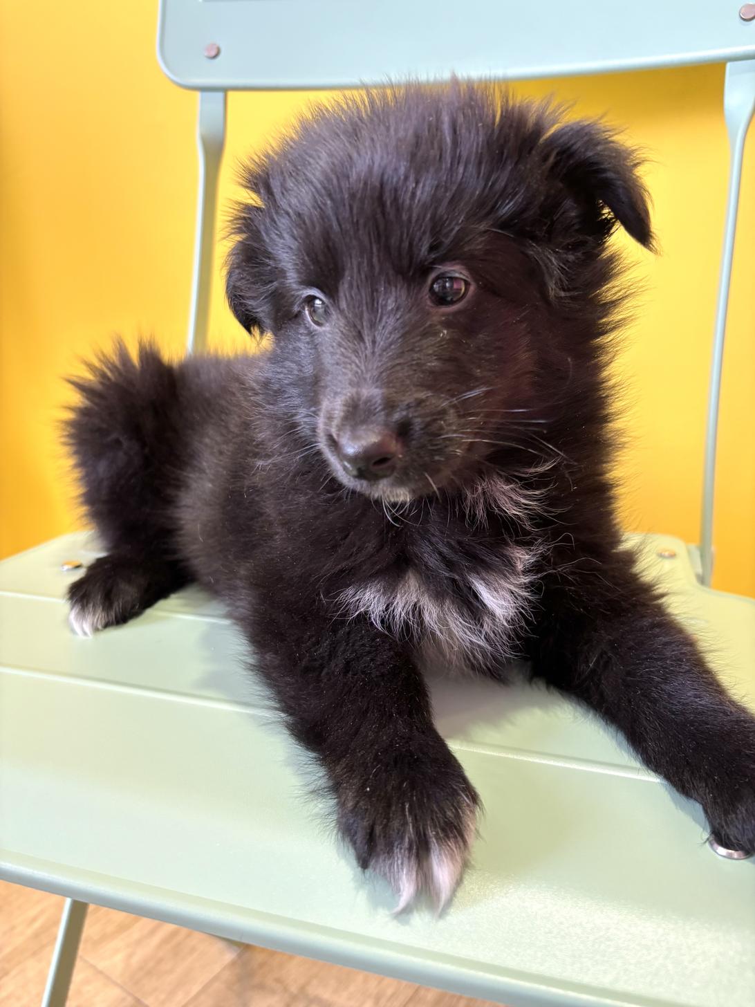 埼玉県のシェットランドシープドッグ (ペッツスマイル南中野店/2026年2月14日生まれ/女の子/ブラックホワイト)の子犬の2枚目の画像