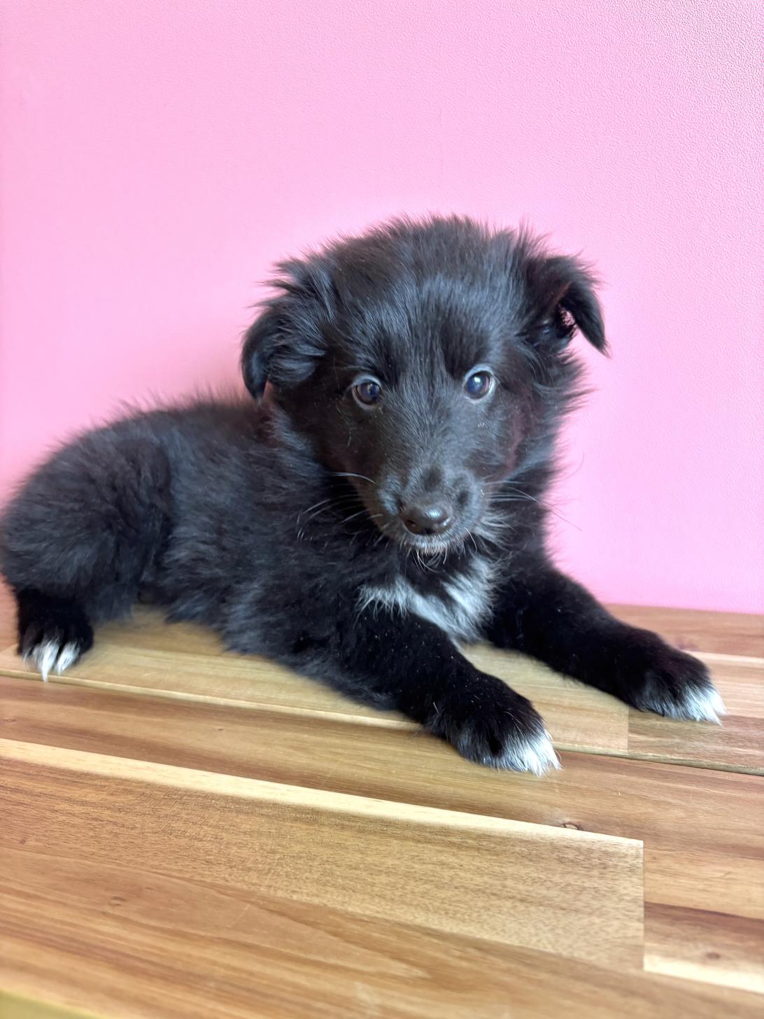 埼玉県のシェットランドシープドッグ (ペッツスマイル南中野店/2026年2月14日生まれ/女の子/ブラックホワイト)の子犬の3枚目の画像