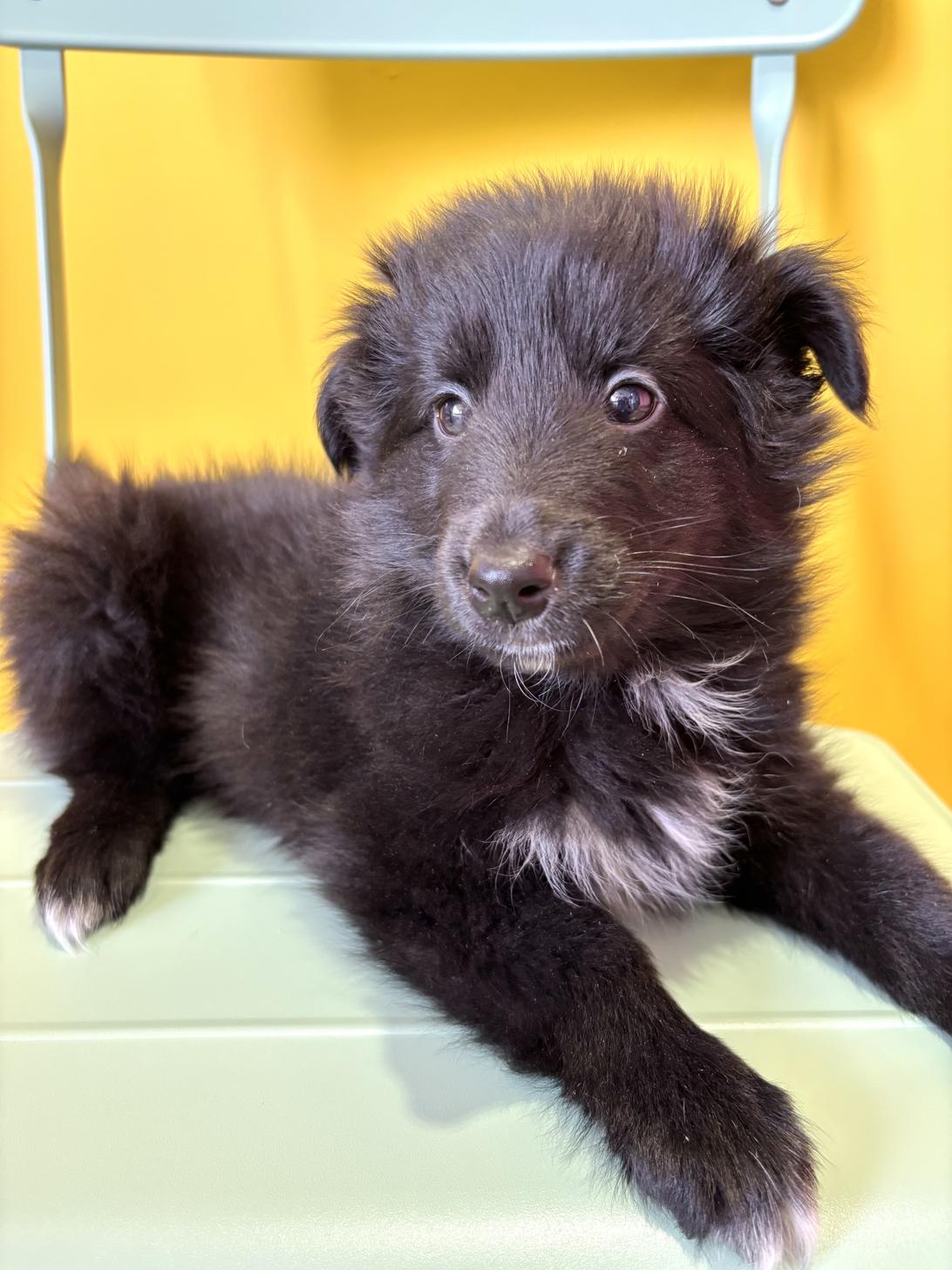 埼玉県のシェットランドシープドッグ (ペッツスマイル南中野店/2026年2月14日生まれ/女の子/ブラックホワイト)の子犬の4枚目の画像