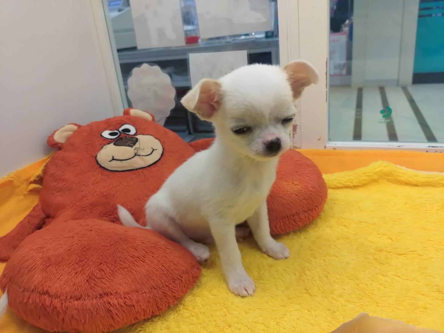 北海道のチワワ(スムース) (ペットフェイス大谷地店/2025年11月26日生まれ/男の子/ホワイト)の子犬の4枚目の画像