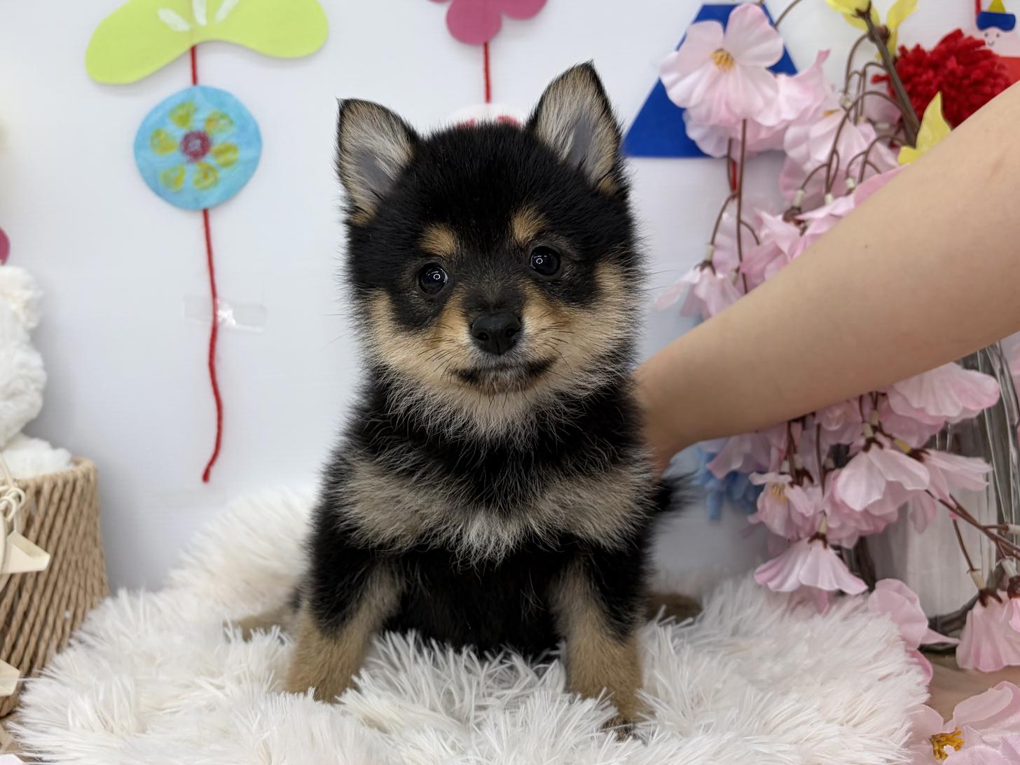 北海道のポメ柴/豆ポメ/ポメ豆柴(ポメラニアン×柴犬) (ラブワンコ カインズ大曲店/2026年1月16日生まれ/女の子/黒)の子犬