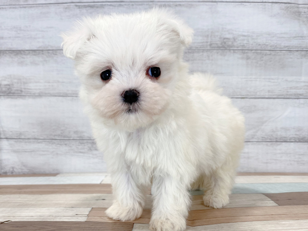 新潟県のマルチーズ (竹内ペット 新津本店/2026年4月26日生まれ/女の子/ホワイト)の子犬