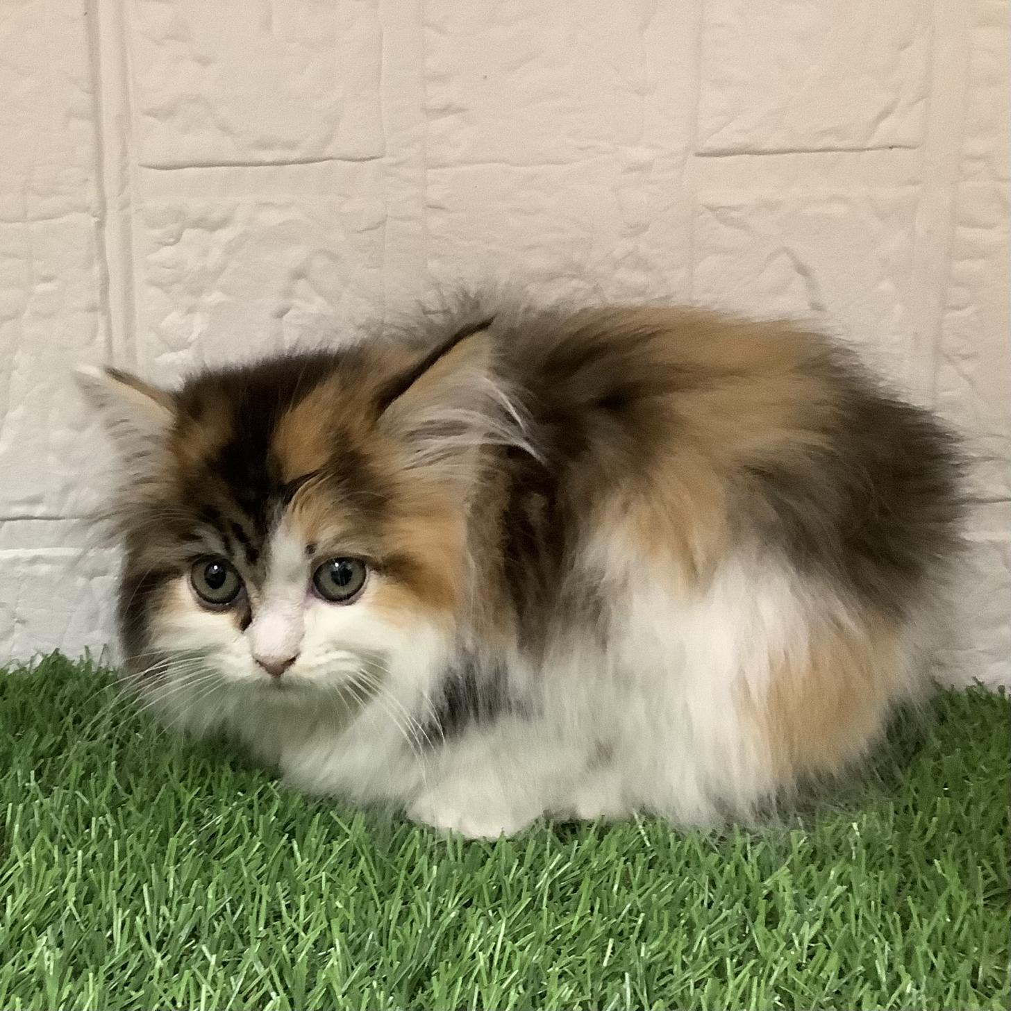 熊本県のサイベリアン (ニコペットセレクト ドッグズホーム八代店/2026年2月3日生まれ/女の子/キャリコ)の子猫