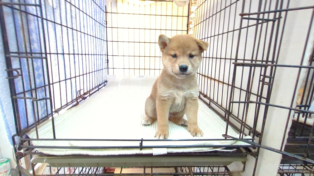 茨城県の柴犬(標準サイズ) (ペットショップスズキ/2025年6月28日生まれ/男の子/赤)の子犬