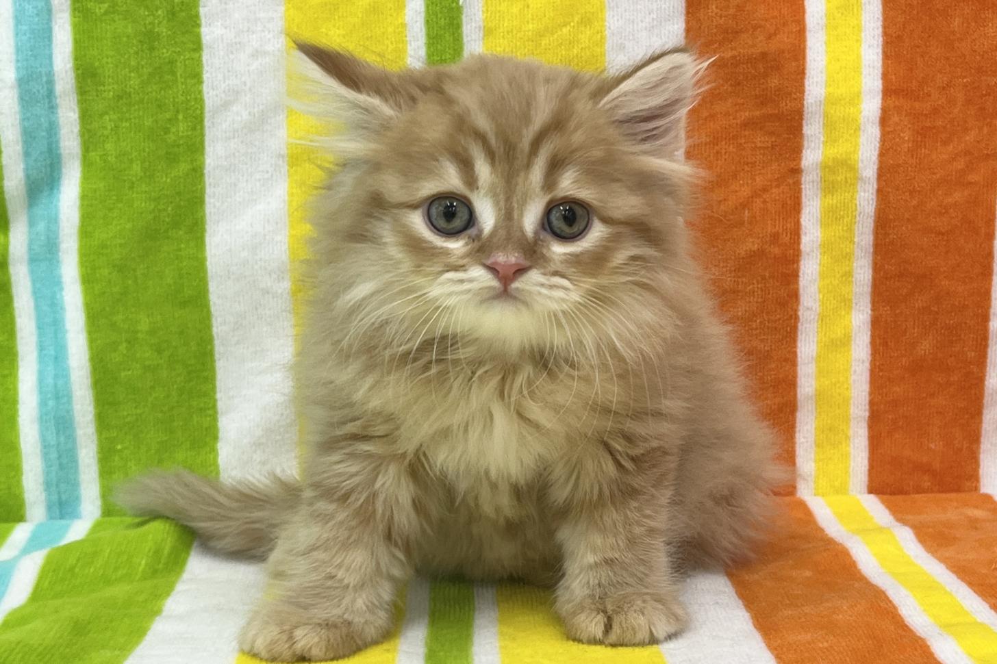 愛知県のスコティッシュフォールド (ハピースペット一宮三条アミーゴ店/2026年1月21日生まれ/男の子/レッドタビー)の子猫の1枚目の画像