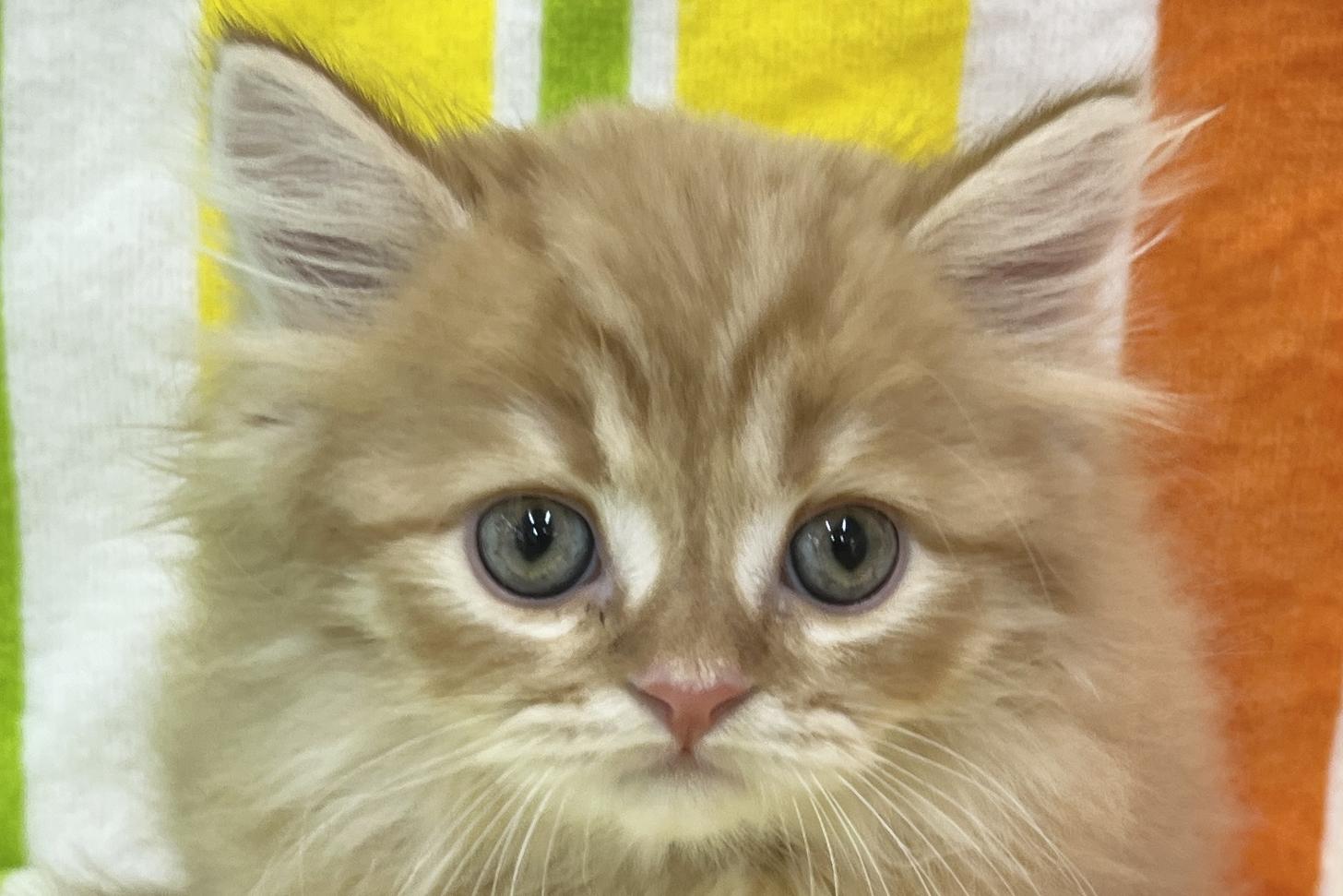 愛知県のスコティッシュフォールド (ハピースペット一宮三条アミーゴ店/2026年1月21日生まれ/男の子/レッドタビー)の子猫の2枚目の画像