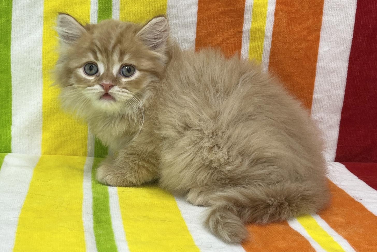 愛知県のスコティッシュフォールド (ハピースペット一宮三条アミーゴ店/2026年1月21日生まれ/男の子/レッドタビー)の子猫の3枚目の画像