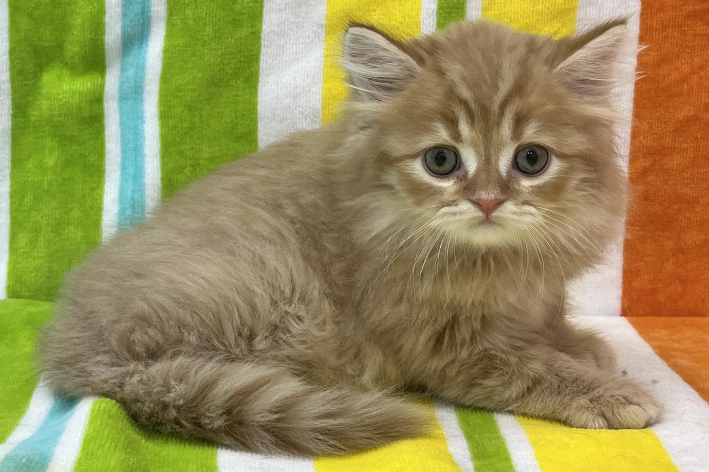 愛知県のスコティッシュフォールド (ハピースペット一宮三条アミーゴ店/2026年1月21日生まれ/男の子/レッドタビー)の子猫の4枚目の画像