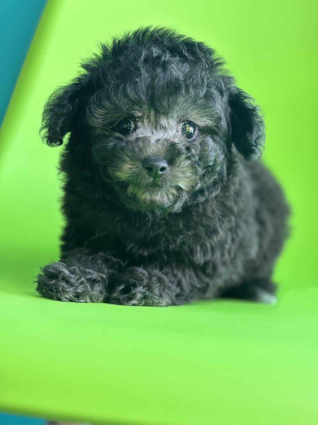 埼玉県のトイプードル(トイ) (ペッツスマイル加須インター店/2025年11月16日生まれ/女の子/シルバー)の子犬の1枚目の画像