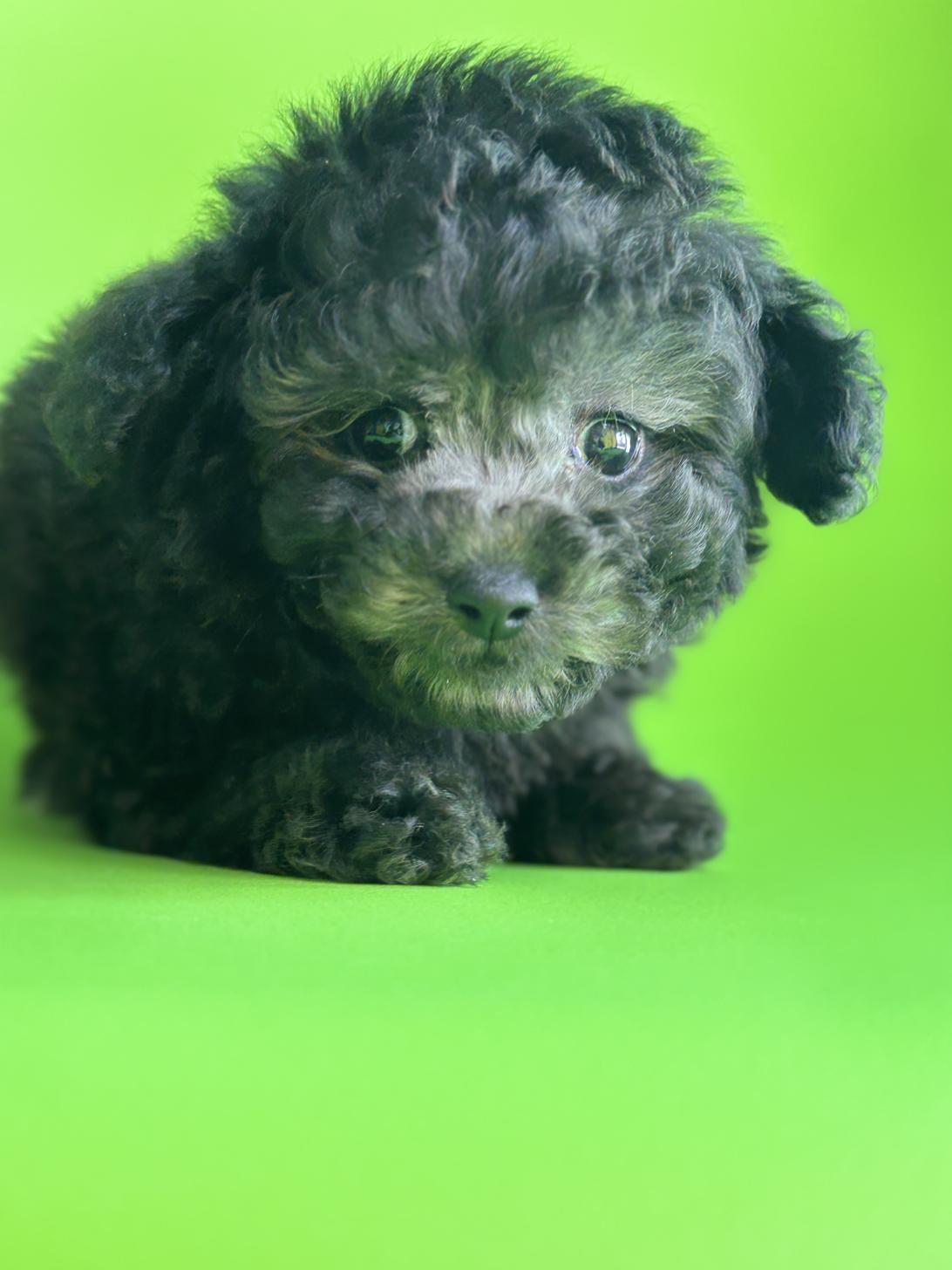 埼玉県のトイプードル(トイ) (ペッツスマイル加須インター店/2025年11月16日生まれ/女の子/シルバー)の子犬の2枚目の画像