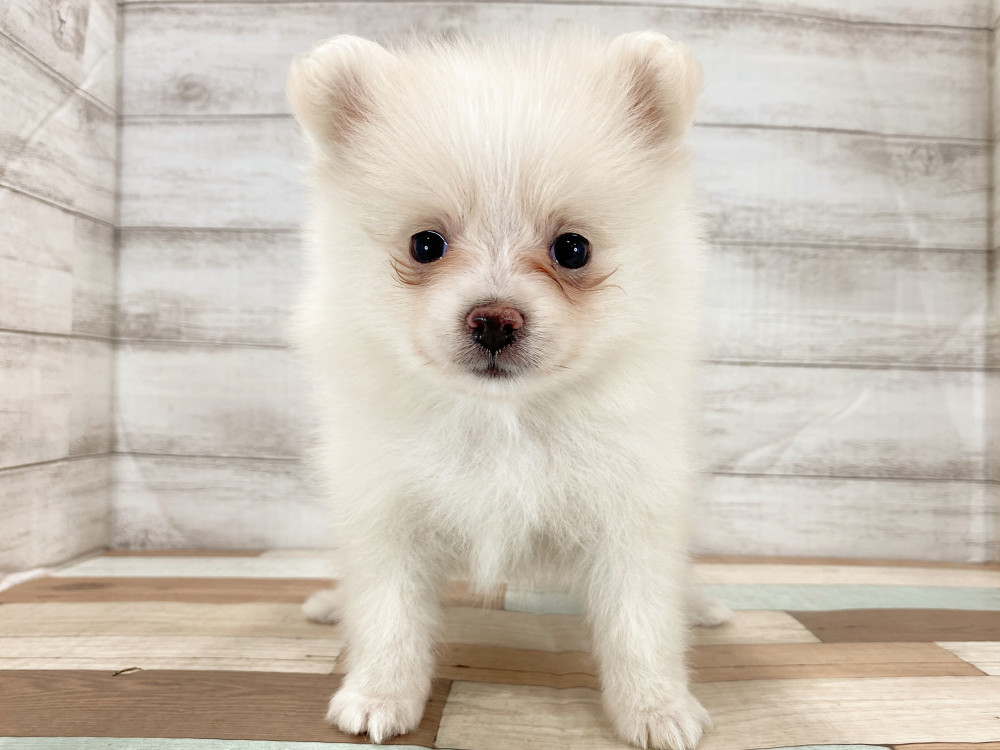 新潟県のポメラニアン (竹内ペット 新津本店/2026年5月4日生まれ/女の子/クリーム)の子犬の1枚目の画像