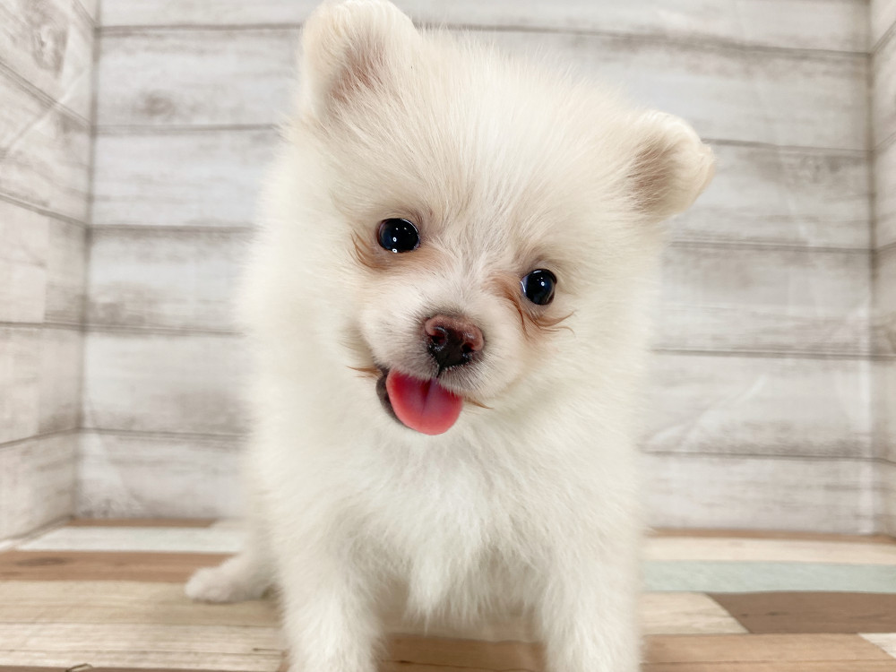 新潟県のポメラニアン (竹内ペット 新津本店/2026年5月4日生まれ/女の子/クリーム)の子犬の2枚目の画像