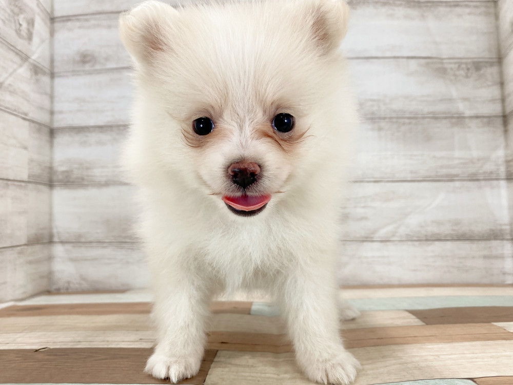 新潟県のポメラニアン (竹内ペット 新津本店/2026年5月4日生まれ/女の子/クリーム)の子犬の3枚目の画像