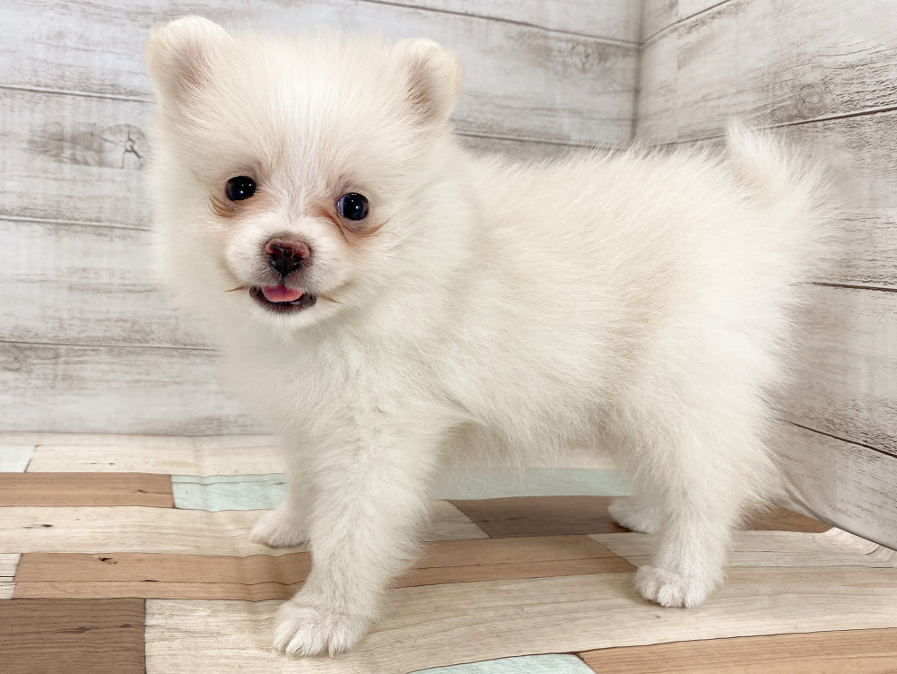 新潟県のポメラニアン (竹内ペット 新津本店/2026年5月4日生まれ/女の子/クリーム)の子犬の4枚目の画像