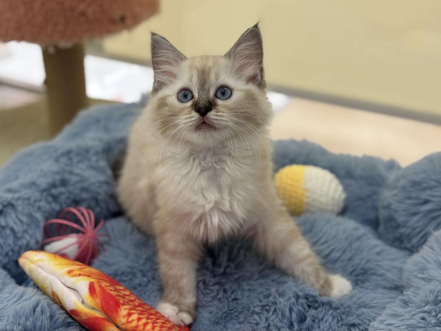 神奈川県のラグドール (Doggy Style 小田原店/2026年1月14日生まれ/女の子/シールリンクスポイントミテッド)の子猫の1枚目の画像