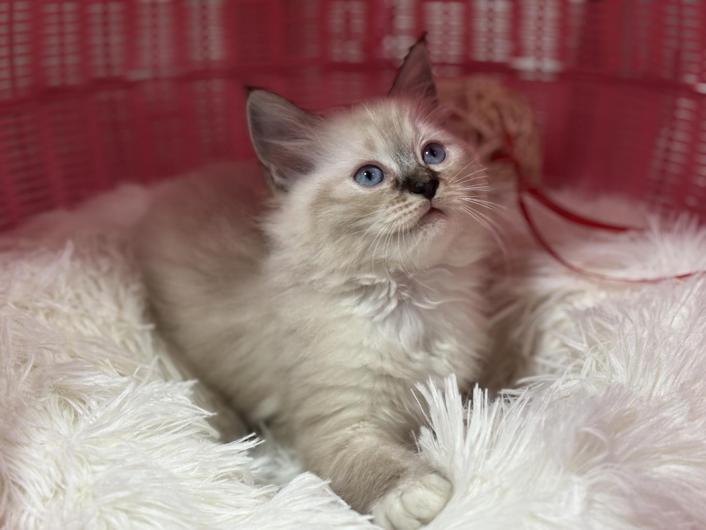 神奈川県のラグドール (Doggy Style 小田原店/2026年1月14日生まれ/女の子/シールリンクスポイントミテッド)の子猫の2枚目の画像