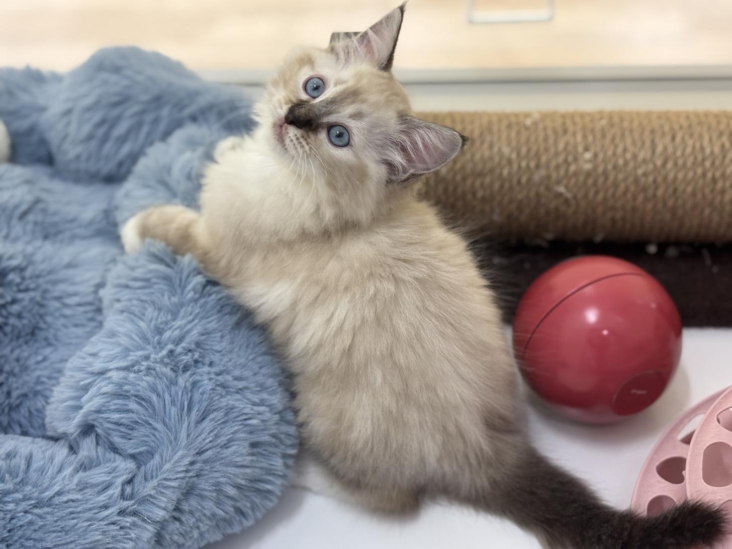 神奈川県のラグドール (Doggy Style 小田原店/2026年1月14日生まれ/女の子/シールリンクスポイントミテッド)の子猫の2枚目の画像