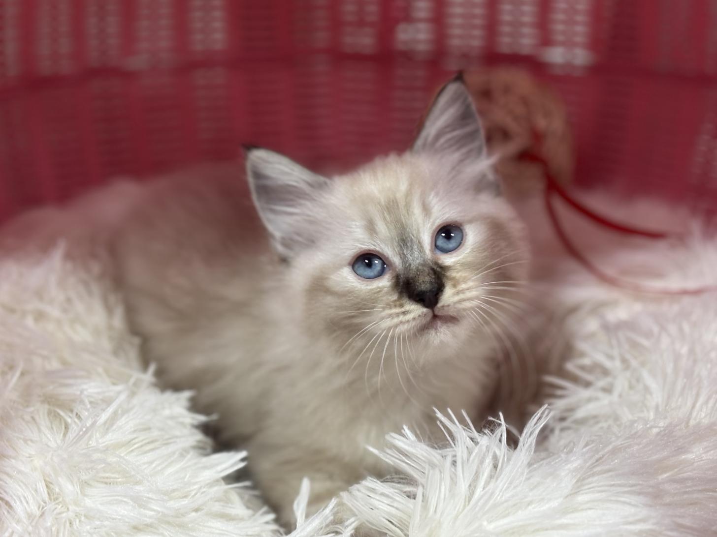 神奈川県のラグドール (Doggy Style 小田原店/2026年1月14日生まれ/女の子/シールリンクスポイントミテッド)の子猫の3枚目の画像