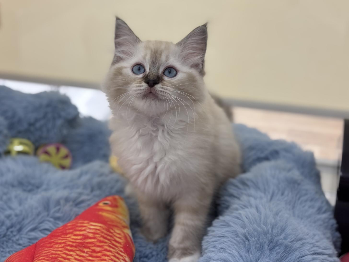 神奈川県のラグドール (Doggy Style 小田原店/2026年1月14日生まれ/女の子/シールリンクスポイントミテッド)の子猫の3枚目の画像