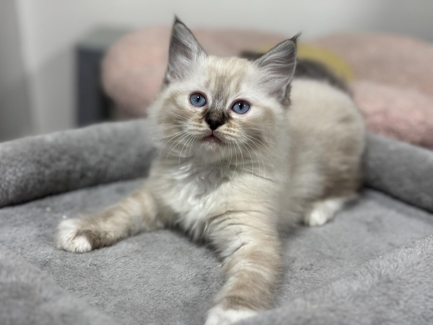 神奈川県のラグドール (Doggy Style 小田原店/2026年1月14日生まれ/女の子/シールリンクスポイントミテッド)の子猫の4枚目の画像