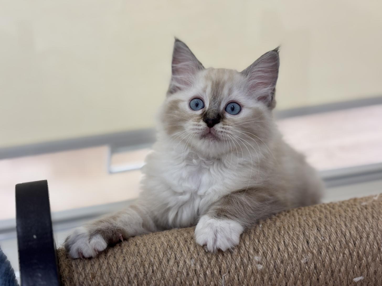 神奈川県のラグドール (Doggy Style 小田原店/2026年1月14日生まれ/女の子/シールリンクスポイントミテッド)の子猫の4枚目の画像