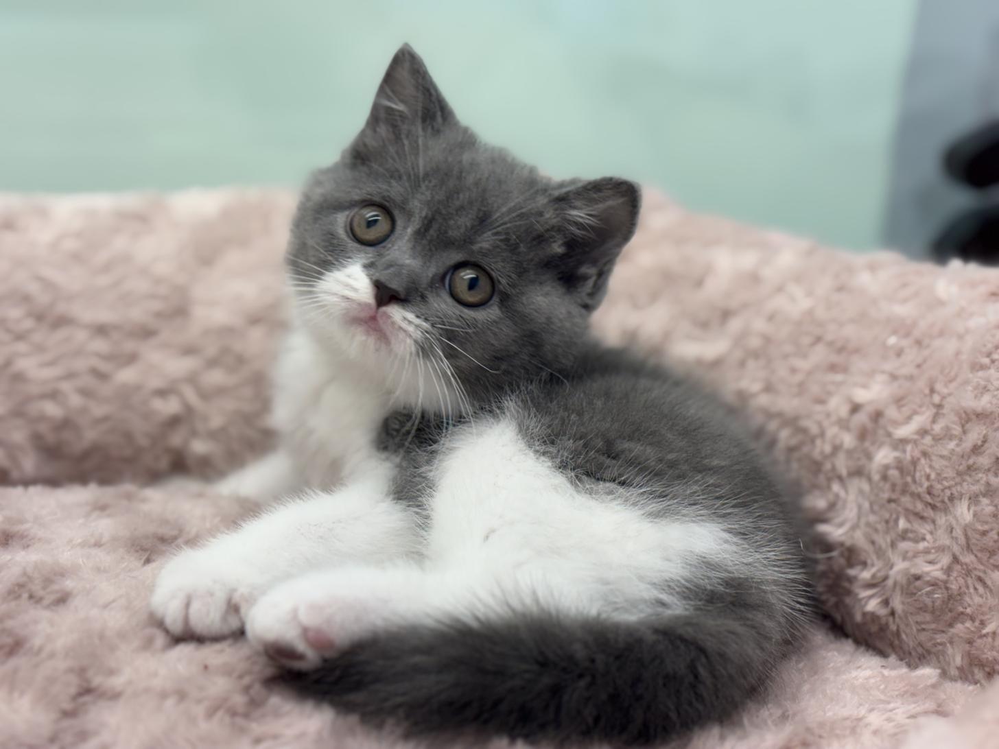 神奈川県のブリティッシュショートヘアー (Doggy Style 小田原店/2026年1月3日生まれ/女の子/ブルーホワイト)の子猫の1枚目の画像