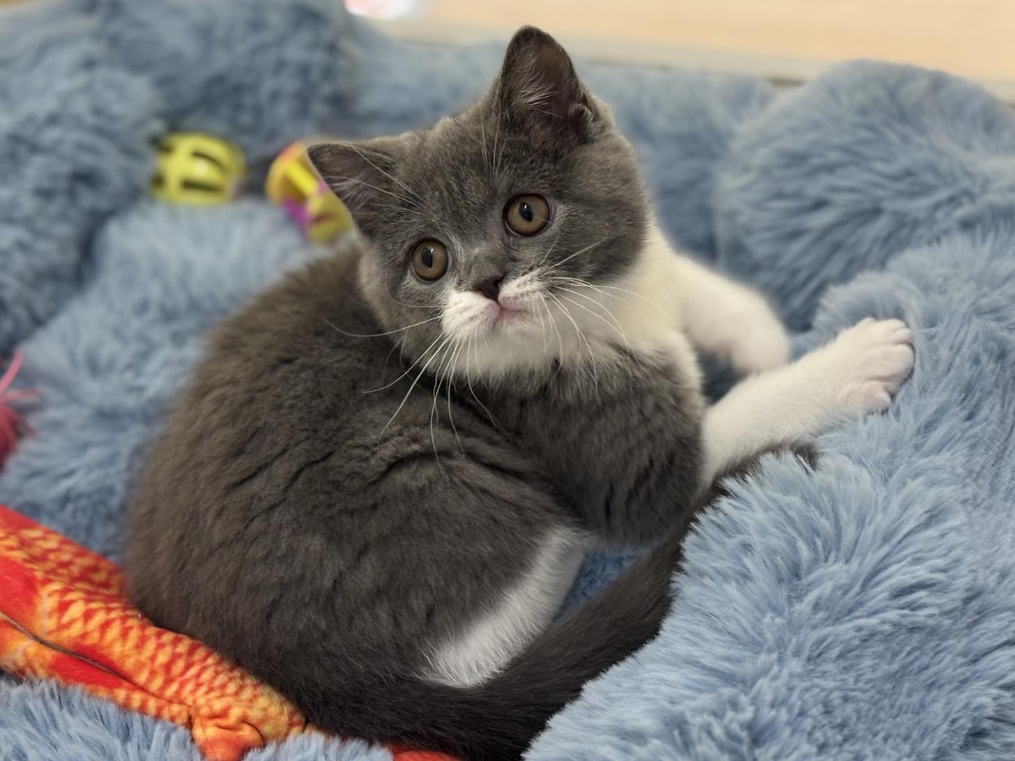 神奈川県のブリティッシュショートヘアー (Doggy Style 小田原店/2026年1月3日生まれ/女の子/ブルーホワイト)の子猫の1枚目の画像