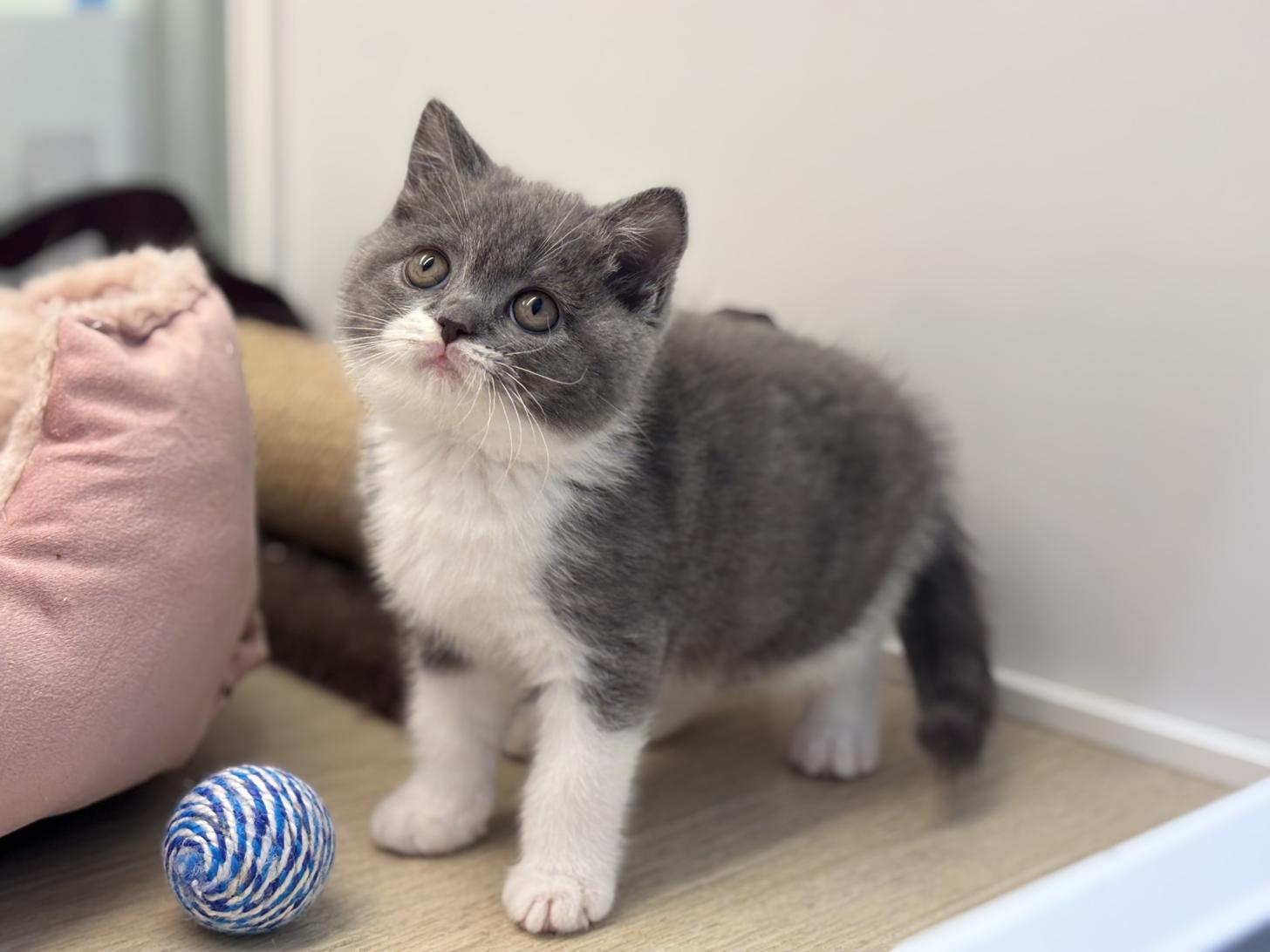 神奈川県のブリティッシュショートヘアー (Doggy Style 小田原店/2026年1月3日生まれ/女の子/ブルーホワイト)の子猫の2枚目の画像
