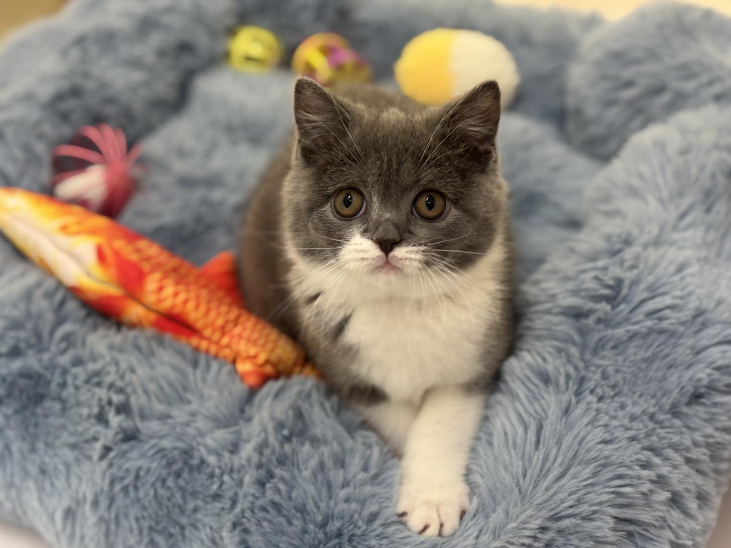 神奈川県のブリティッシュショートヘアー (Doggy Style 小田原店/2026年1月3日生まれ/女の子/ブルーホワイト)の子猫の2枚目の画像