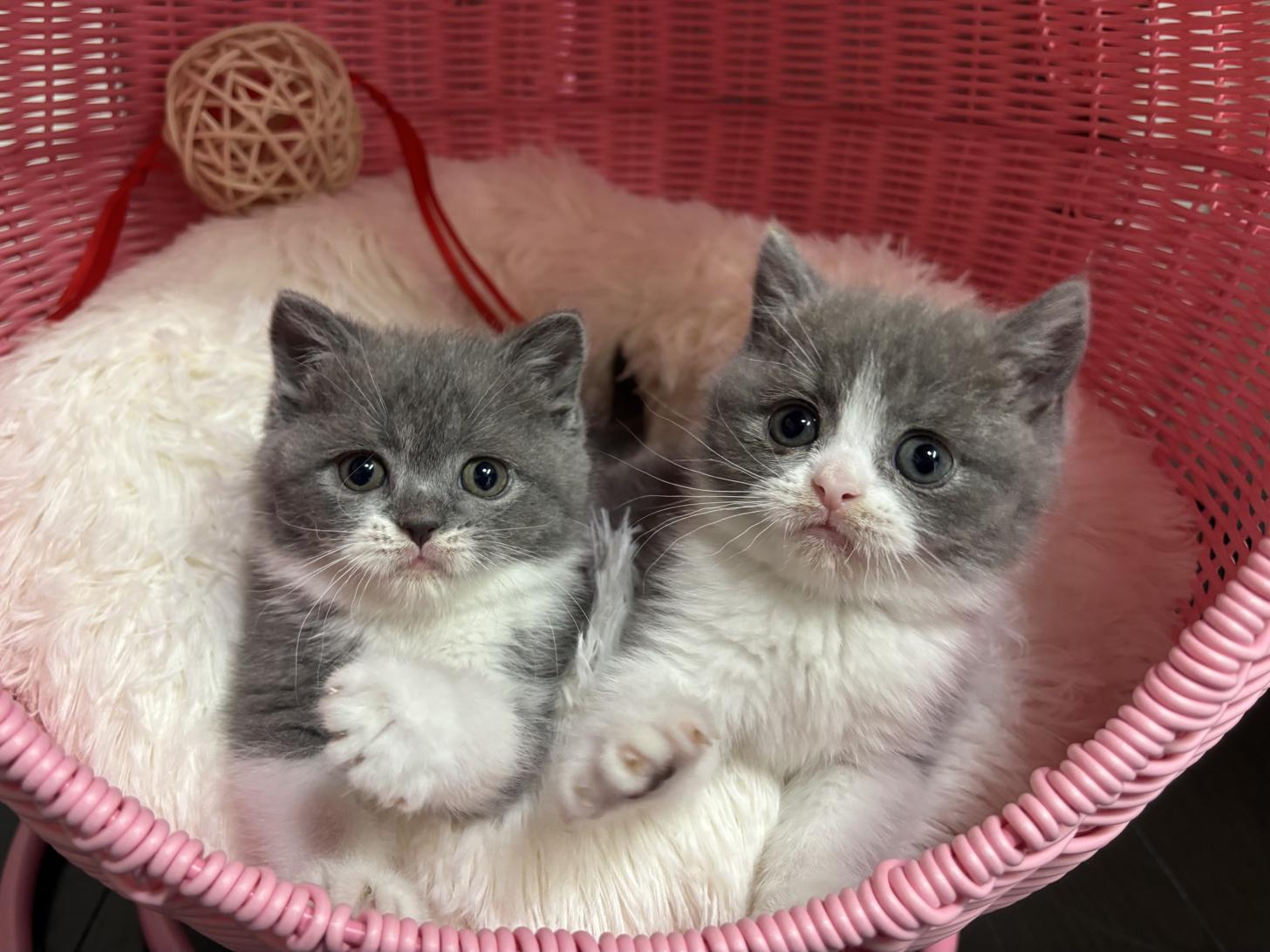 神奈川県のブリティッシュショートヘアー (Doggy Style 小田原店/2026年1月3日生まれ/女の子/ブルーホワイト)の子猫の3枚目の画像