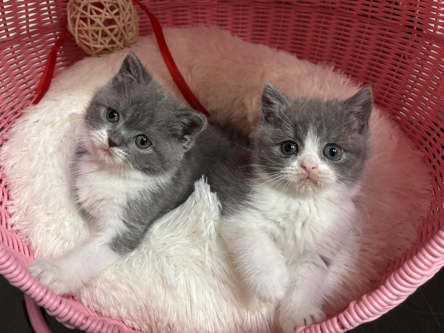 神奈川県のブリティッシュショートヘアー (Doggy Style 小田原店/2026年1月3日生まれ/女の子/ブルーホワイト)の子猫の4枚目の画像