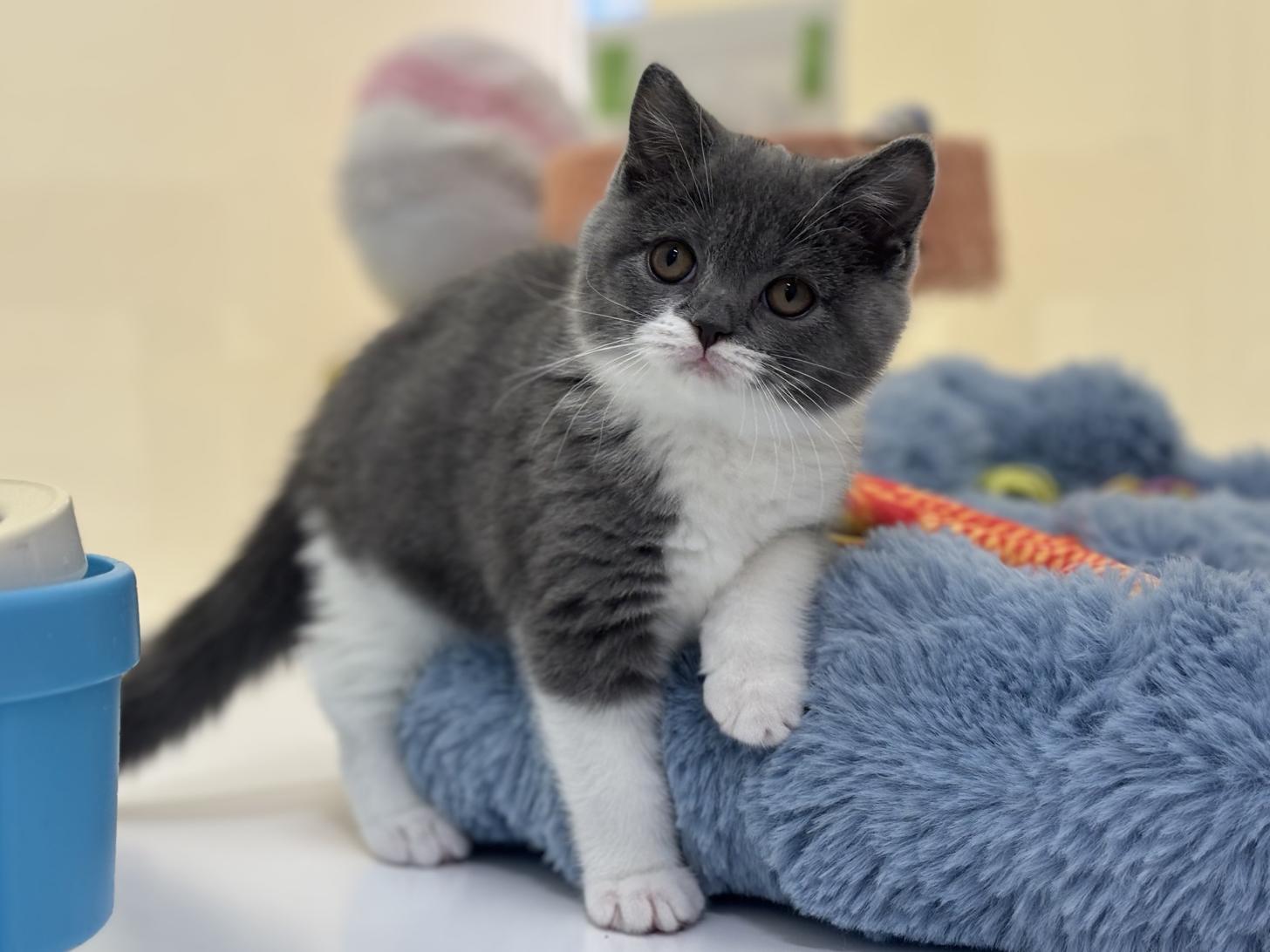神奈川県のブリティッシュショートヘアー (Doggy Style 小田原店/2026年1月3日生まれ/女の子/ブルーホワイト)の子猫の4枚目の画像