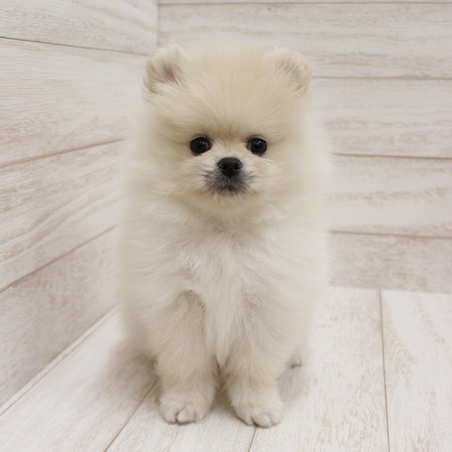 千葉県のポメラニアン (ペピカファミリー松戸店/2025年10月18日生まれ/男の子/クリーム)の子犬の1枚目の画像