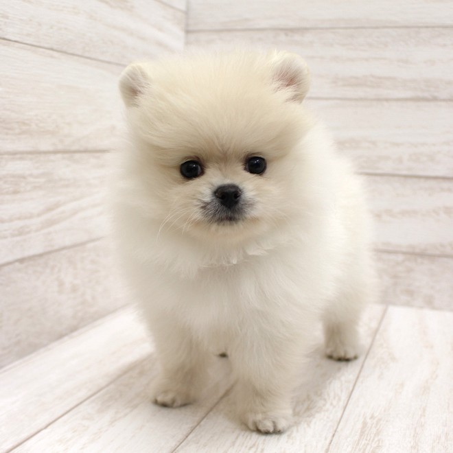 千葉県のポメラニアン (ペピカファミリー松戸店/2025年10月18日生まれ/男の子/クリーム)の子犬の2枚目の画像