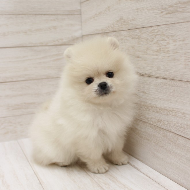 千葉県のポメラニアン (ペピカファミリー松戸店/2025年10月18日生まれ/男の子/クリーム)の子犬の3枚目の画像