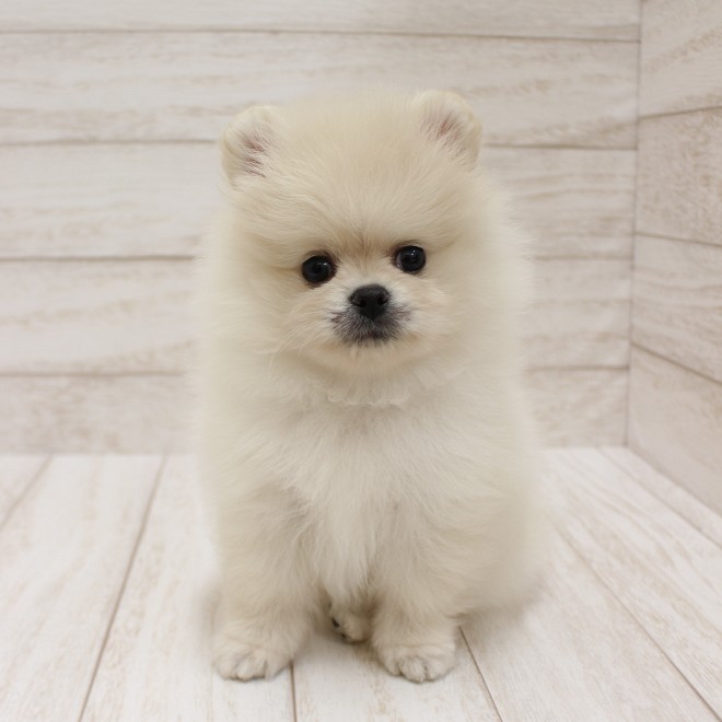 千葉県のポメラニアン (ペピカファミリー松戸店/2025年10月18日生まれ/男の子/クリーム)の子犬の4枚目の画像
