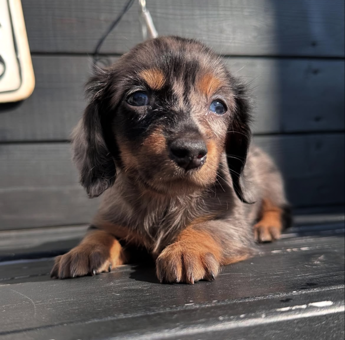 埼玉県のカニンヘンダックスフンド(ロング) (ADELE PETS/2025年2月3日生まれ/女の子/シルバーダップル)の子犬