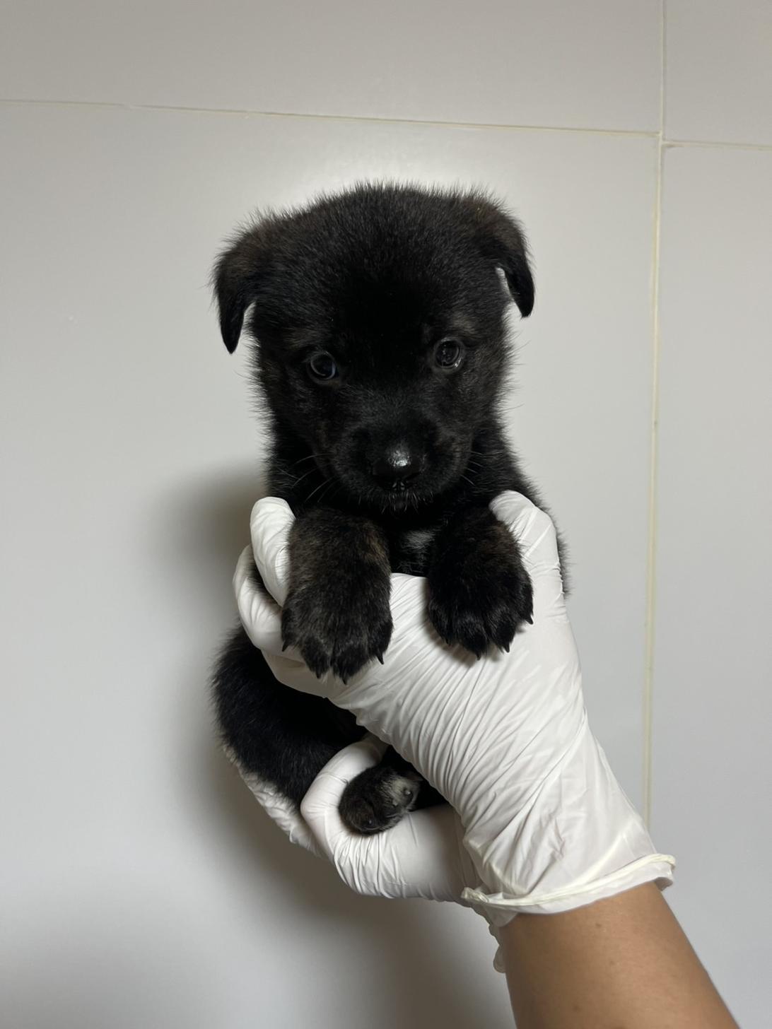 埼玉県のハーフ犬・ミックス犬 (ペッツスマイル加須インター店/2026年8月21日生まれ/女の子/黒虎)の子犬の1枚目の画像