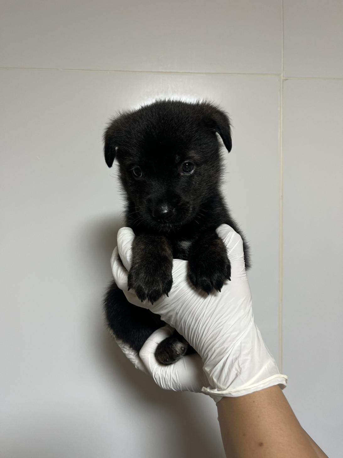 埼玉県のハーフ犬・ミックス犬 (ペッツスマイル加須インター店/2026年8月21日生まれ/女の子/黒虎)の子犬の2枚目の画像